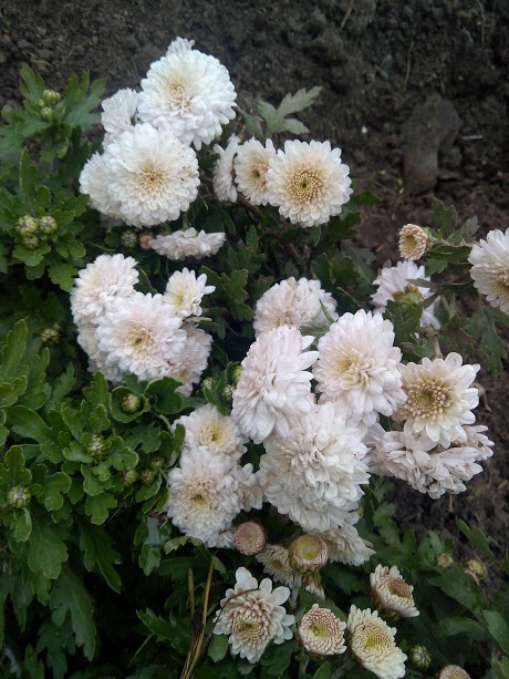 IMG 20171014 133348.jpg