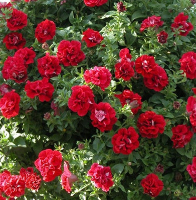 Petunia Surfinia Double Red.jpg