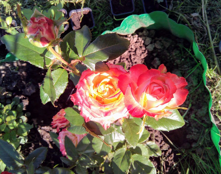 IMG 20170812 150912.jpg