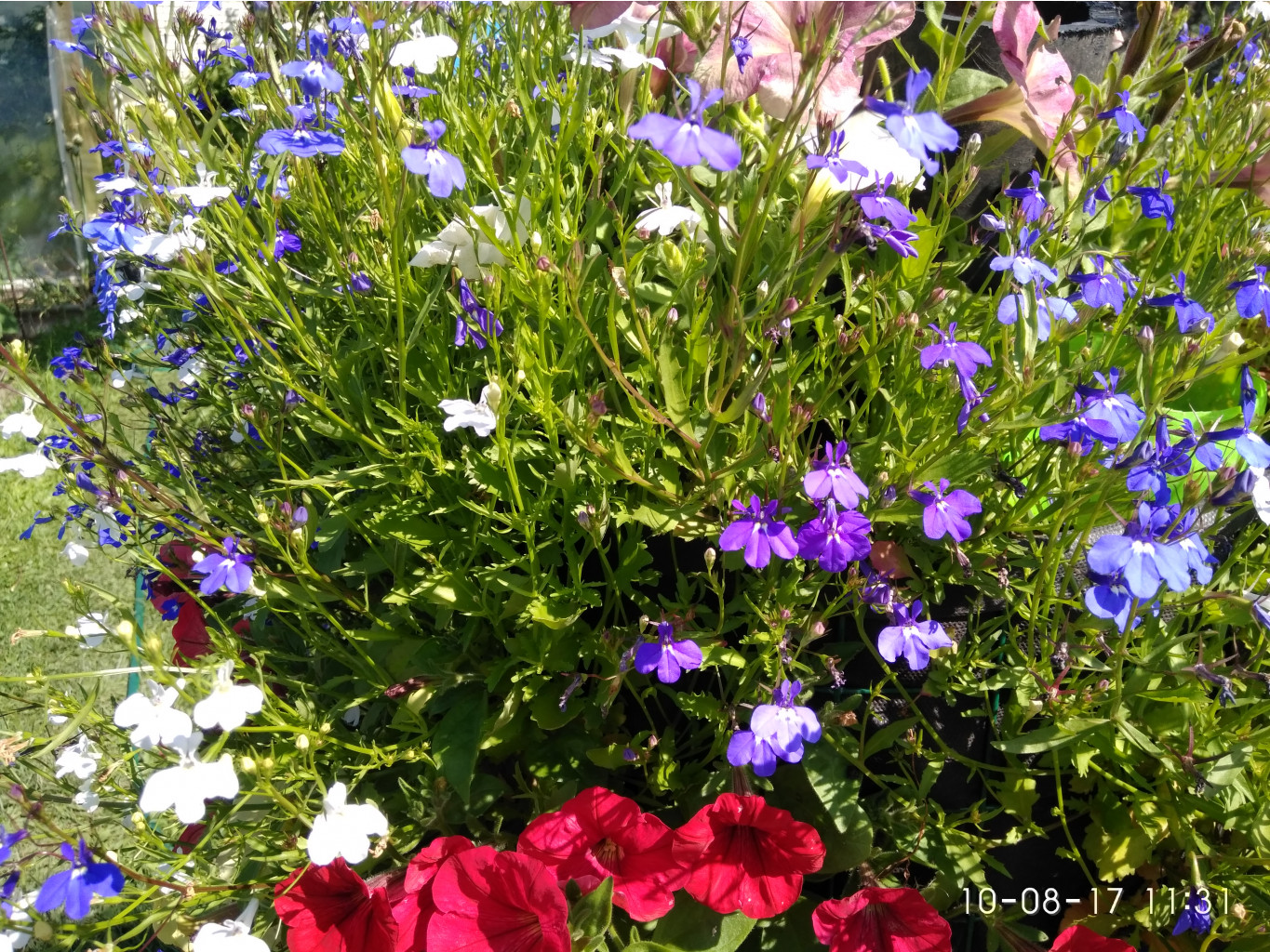 IMG 20170810 113159.jpg