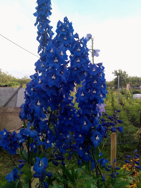 IMG 20170717 181457.jpg