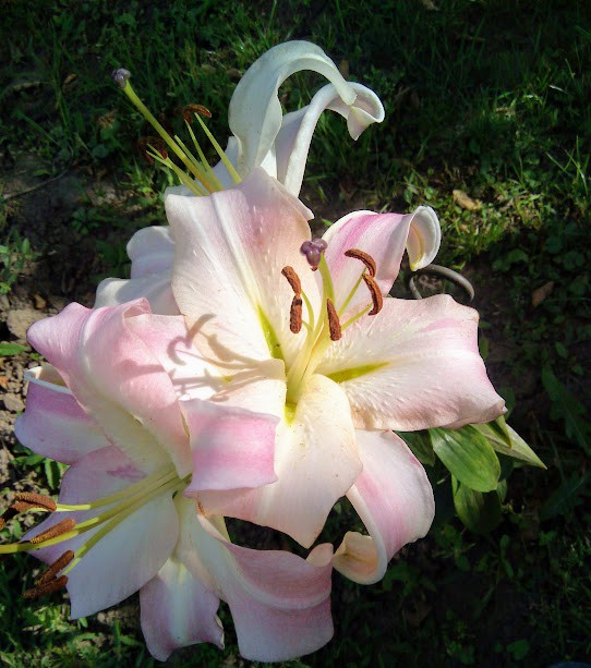 IMG 20170810 153740.jpg