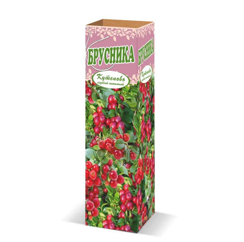 Брусника садовая 300р