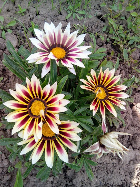 IMG 20170725 130007.jpg