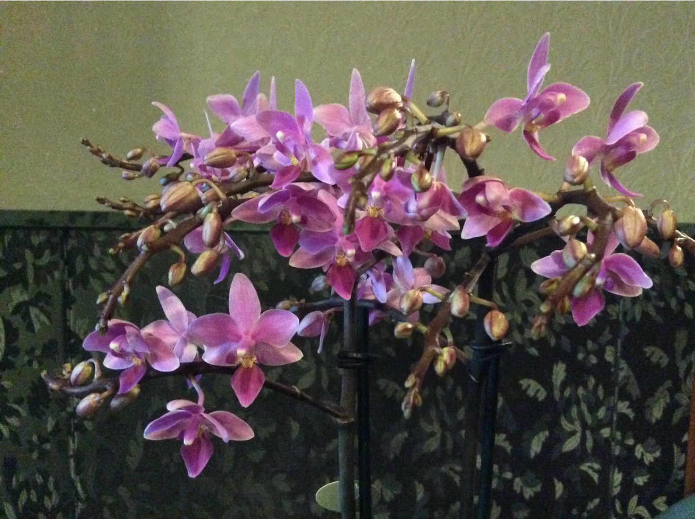 Phalaenopsis equestris) 