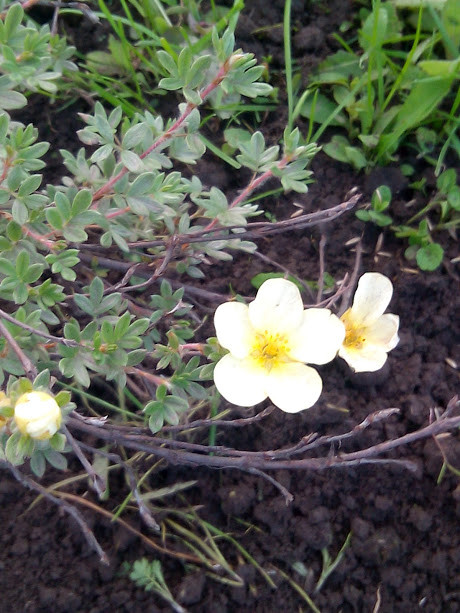 IMG 20170623 200433.jpg