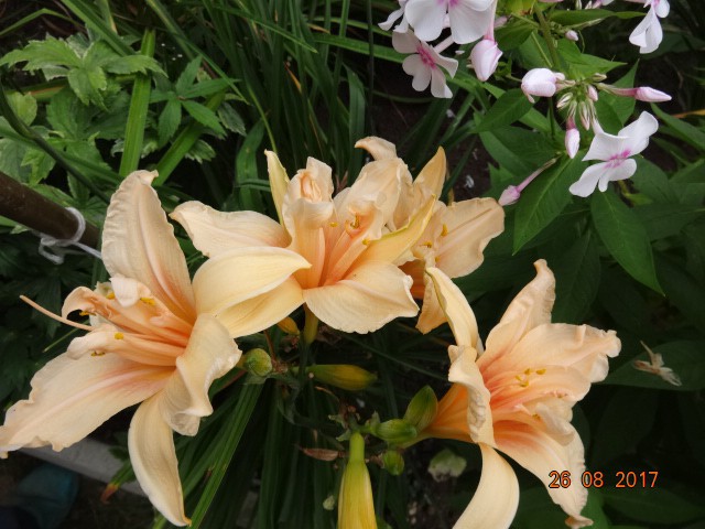 Catharine Hawn 150