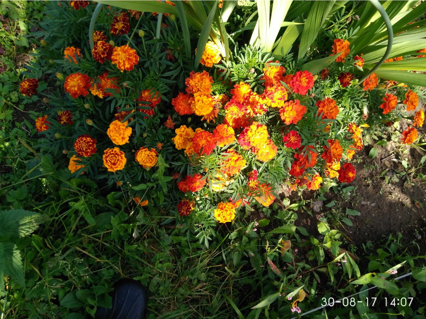 IMG 20170830 140748.jpg