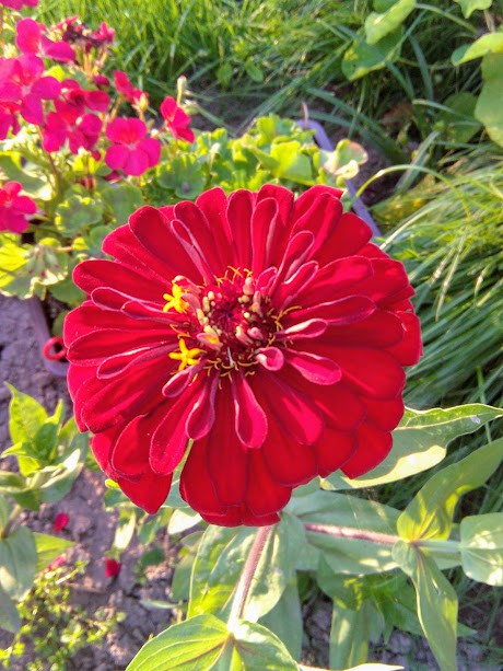 IMG 20170802 191116 (1).jpg