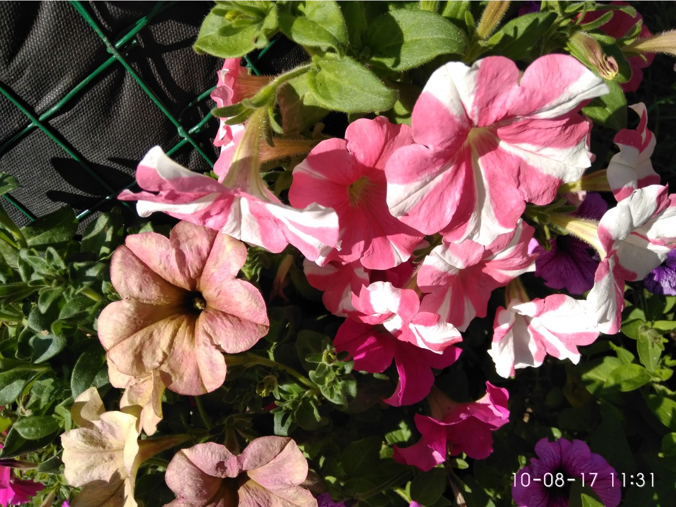 IMG 20170810 113106.jpg