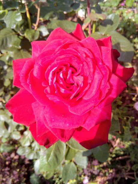 IMG 20170826 145459.jpg