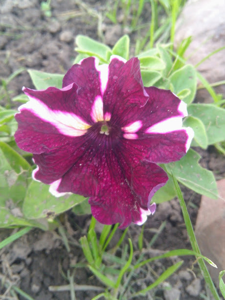 IMG 20170704 191032.jpg