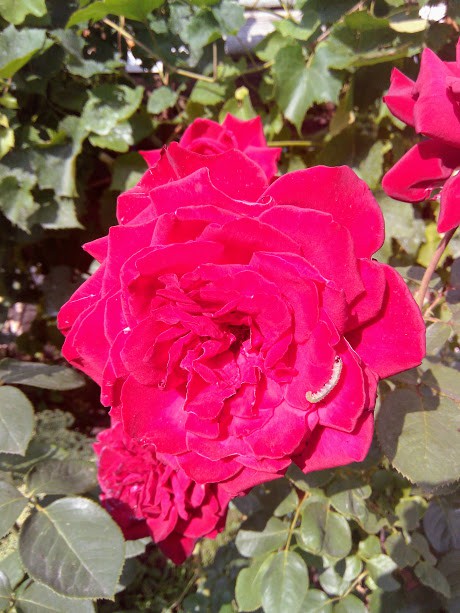 IMG 20170826 145506.jpg