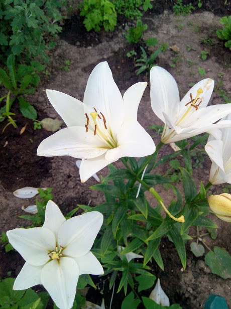 IMG 20170804 183603.jpg