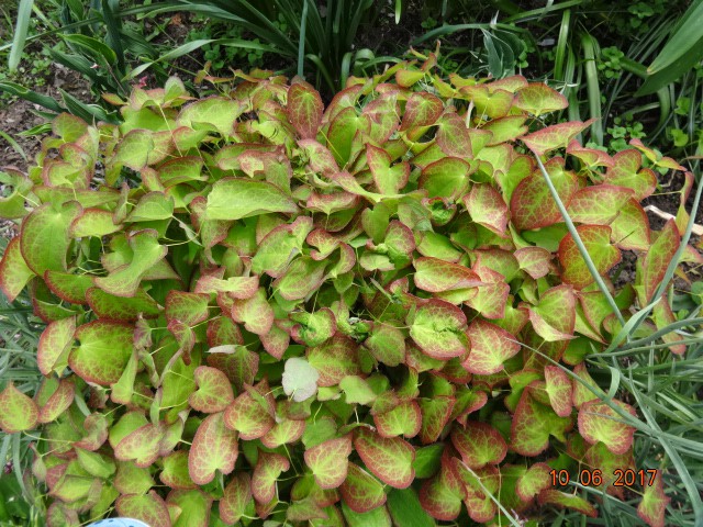   (Epimedium rubrum) 100