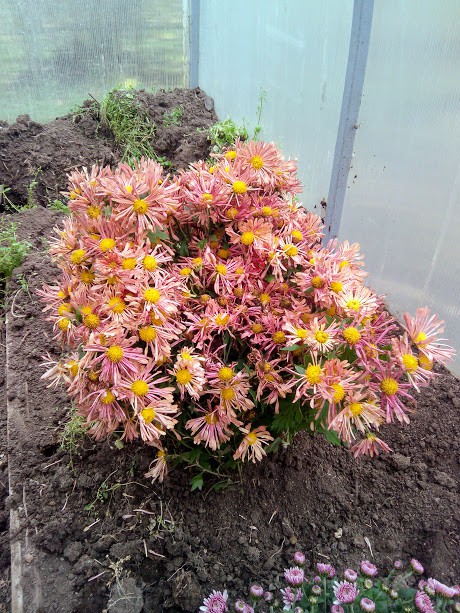 IMG 20171014 133356.jpg