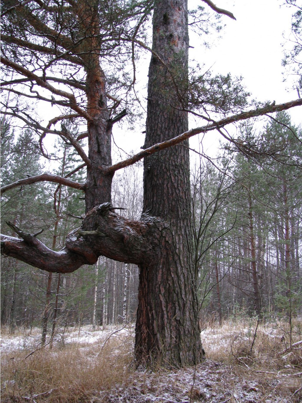 IMG 8042.JPG
