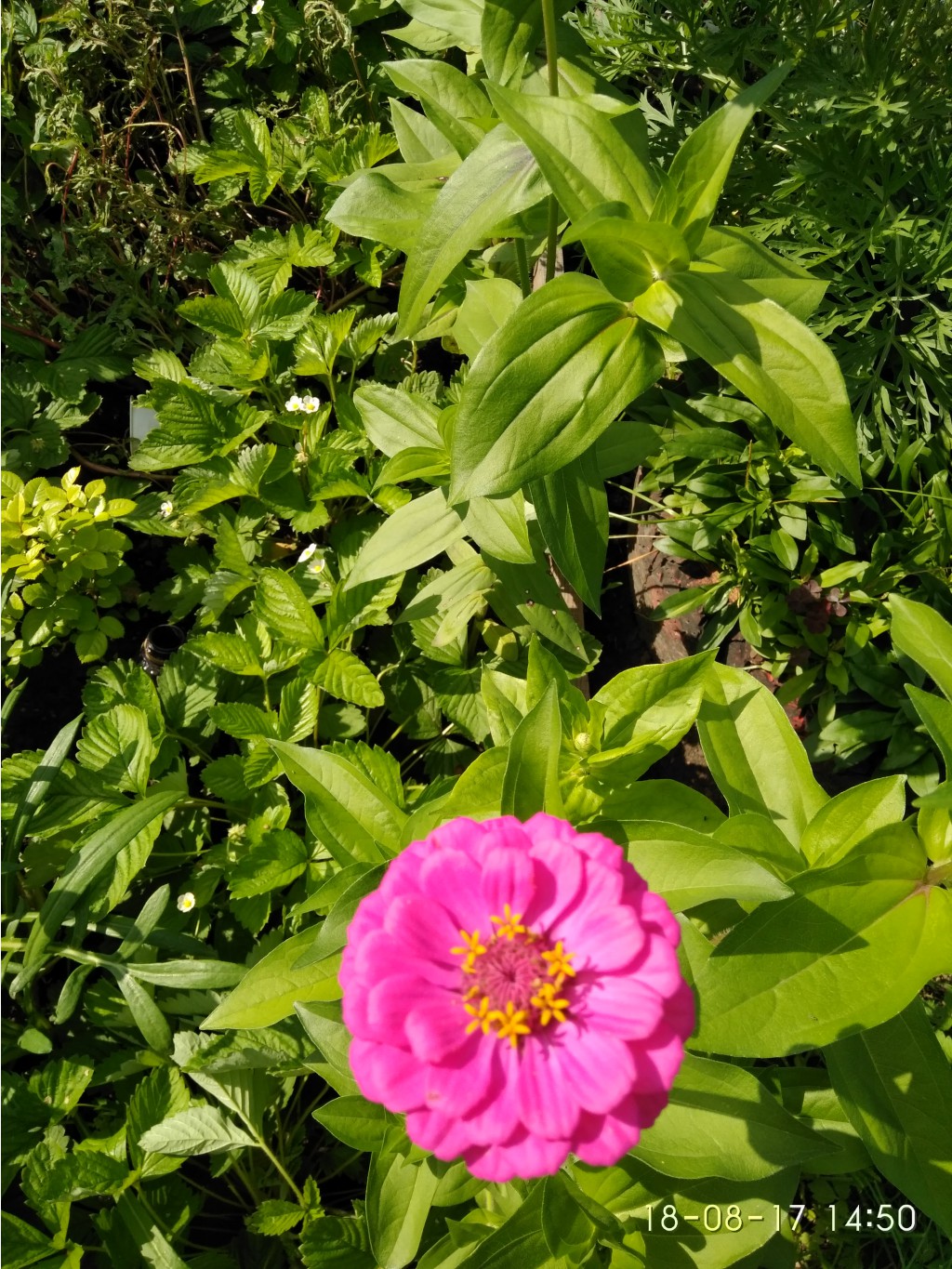 IMG 20170818 145050.jpg