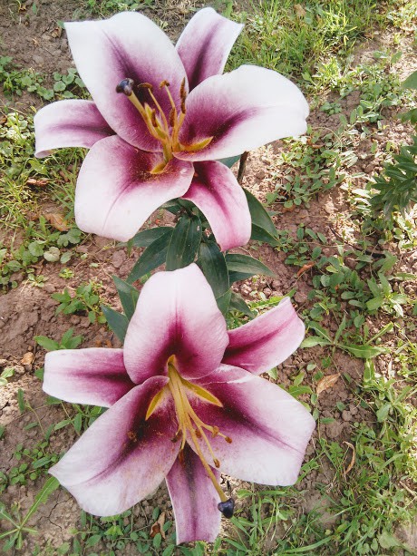 IMG 20170810 153714.jpg