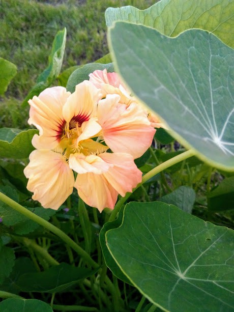 IMG 20170717 195024.jpg