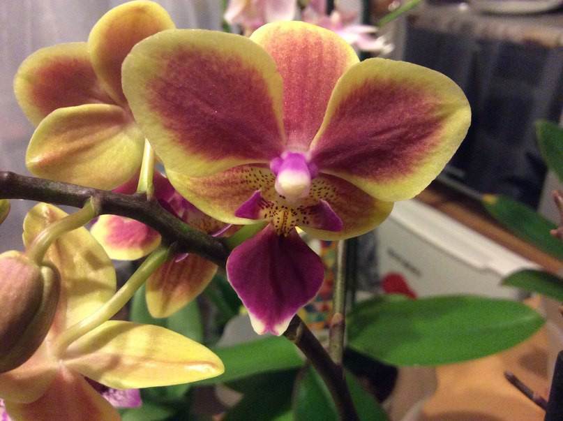 Phalaenopsis 