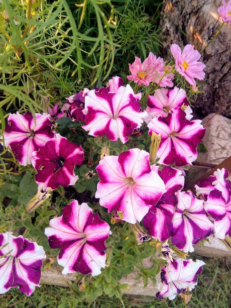 IMG 20170802 191154 (1).jpg