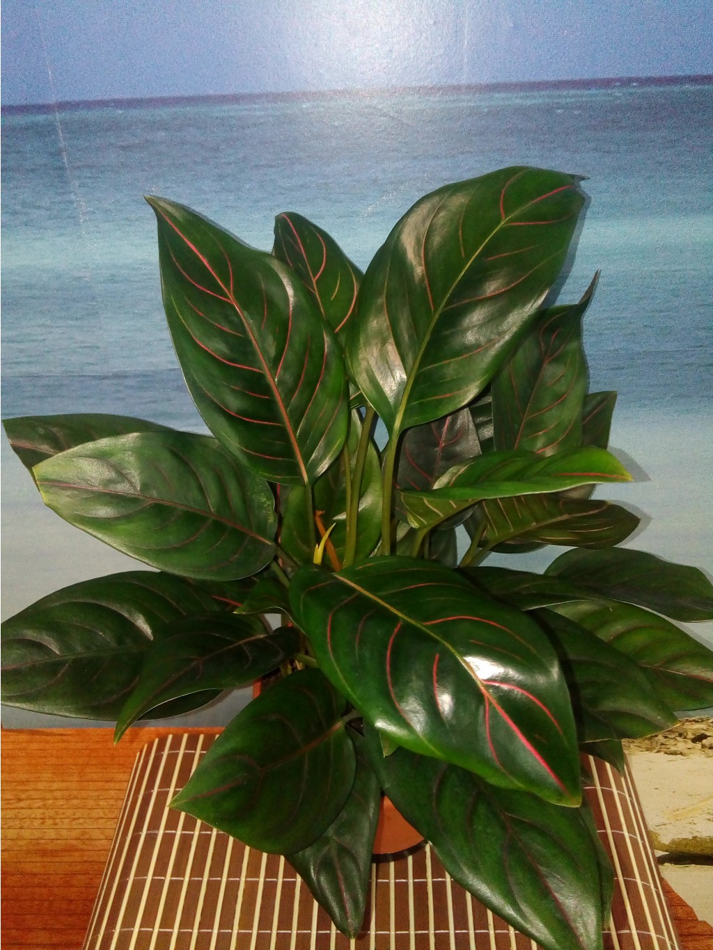 Aglaonema rotundum