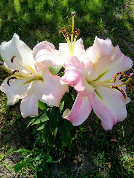 IMG 20170810 153720.jpg