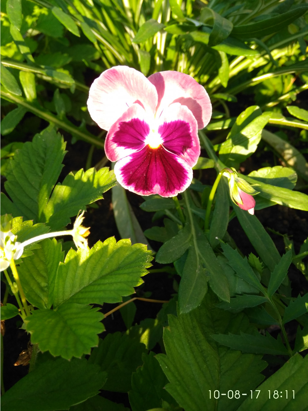 IMG 20170810 181126.jpg