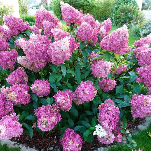 Hydrangea paniculata Sunday Fraise.jpg