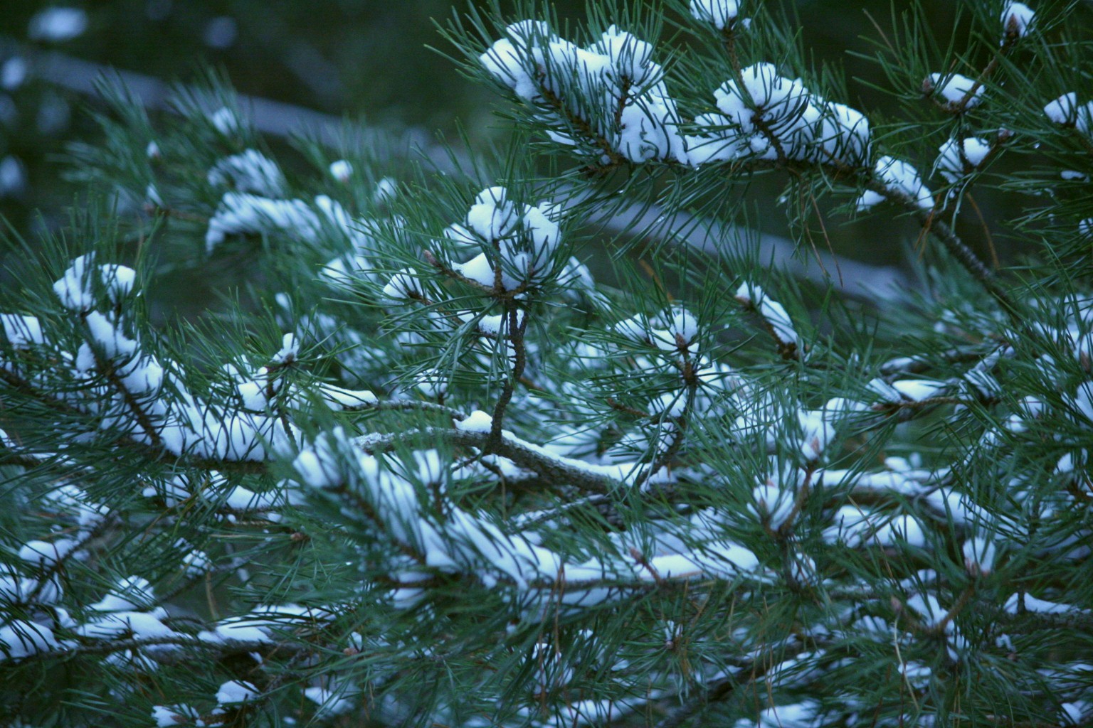 IMG 0015.jpg