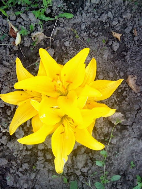 IMG 20170725 195744.jpg