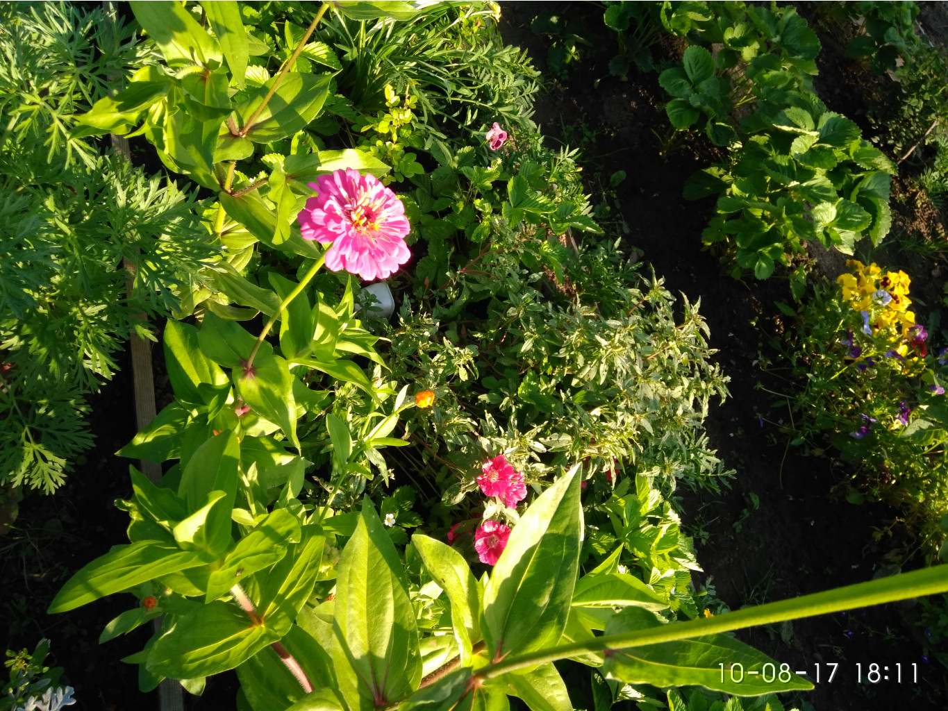 IMG 20170810 181104.jpg