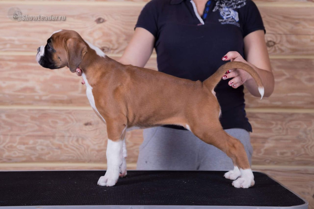 Show Leader Oliviya (Sat`Elit Van Helsing x Show Leader Touch Of My Heart)