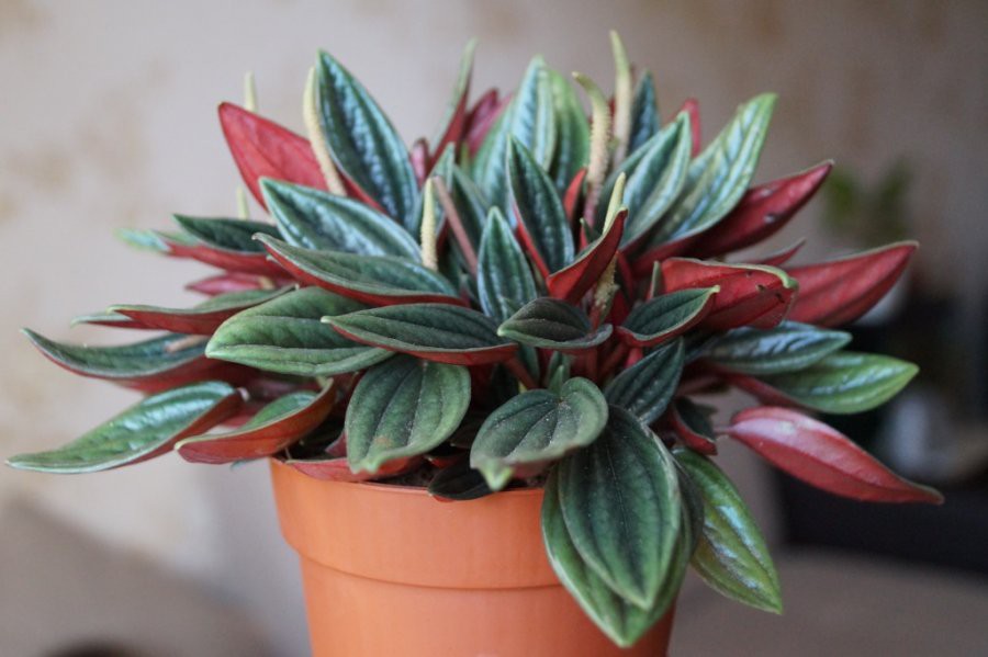  Peperomia caperata Rosso