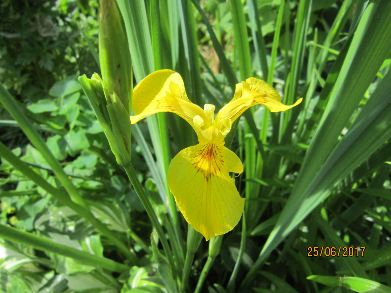   Iris pseudacorus