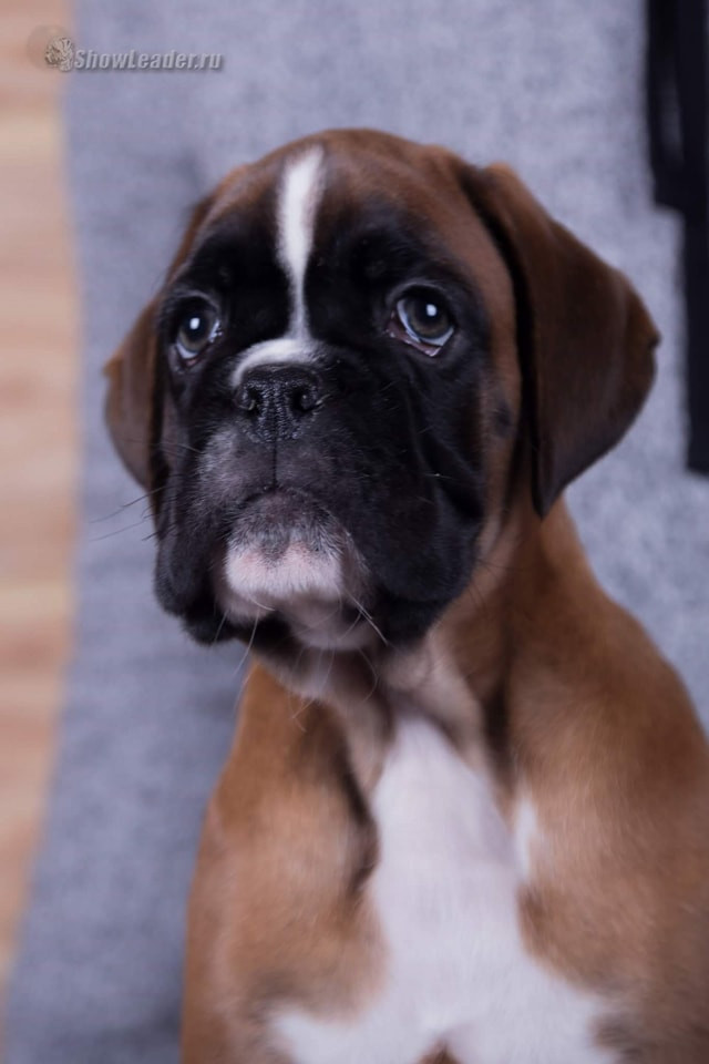Show Leader Orleon (Sat`Elit Van Helsing x Show Leader Touch Of My Heart)