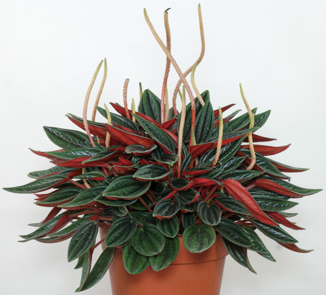  Peperomia caperata Rosso-   300 .