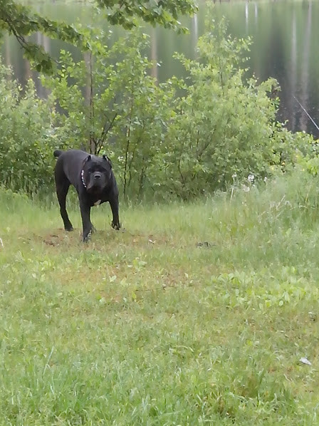 IMG 20170617 115055.jpg