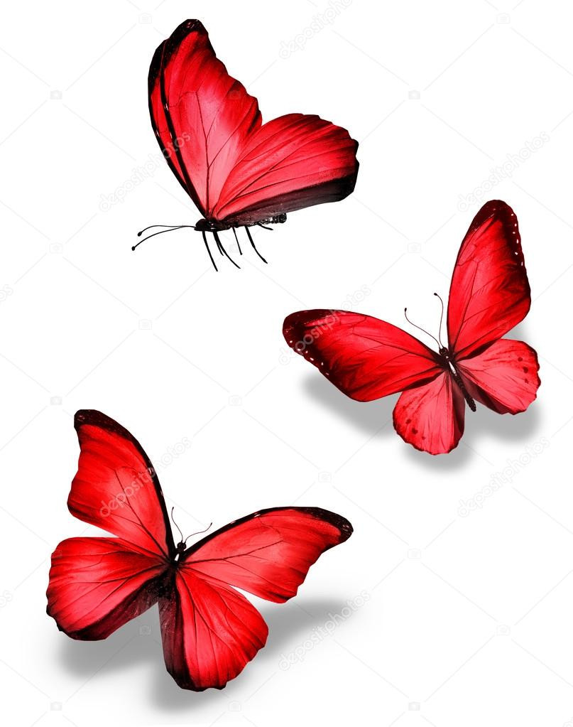 Depositphotos 40920515-stock-photo-three-red-butterfly.jpg