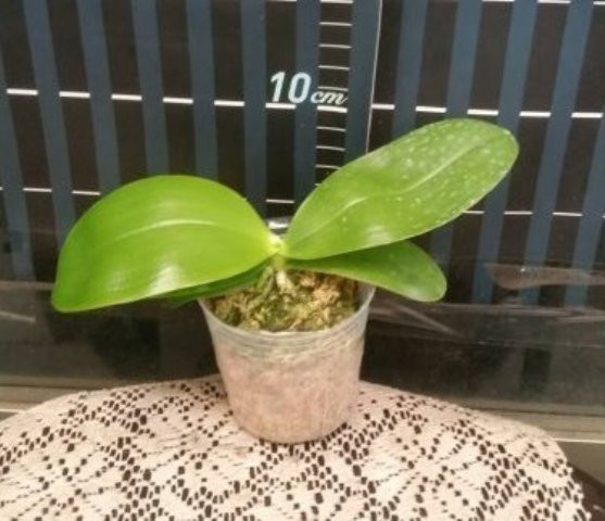 P.bellina × sib 2.jpg
