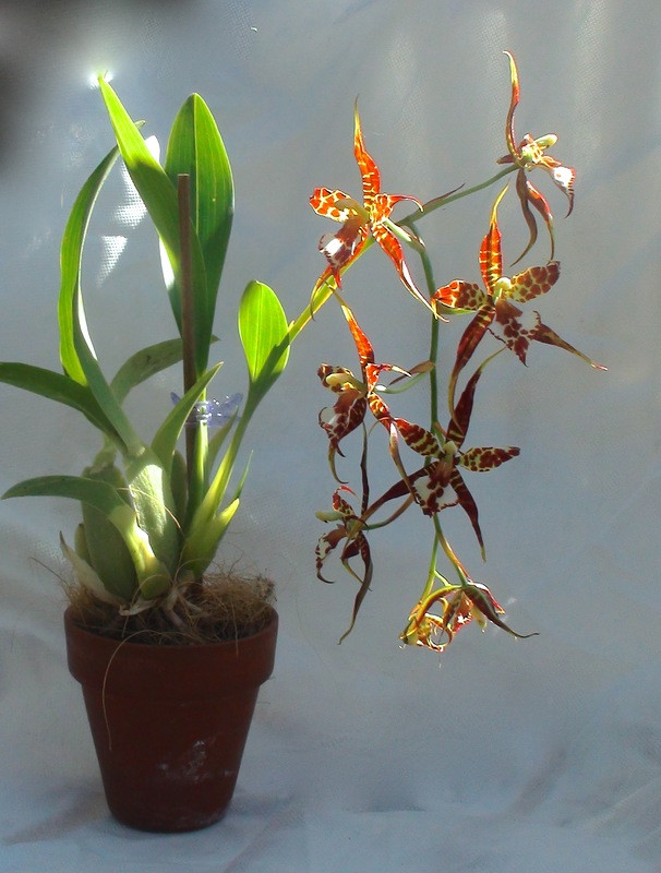  ( Odontoglossum) - 600 .