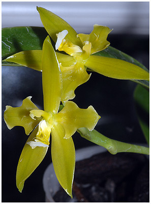 Phalaenopsis-cornu-cervi-flava-Unique-DSC 0475.jpg