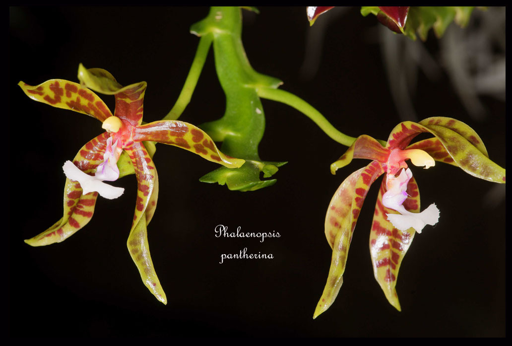 Phalaenopsis-pantherina11.jpg