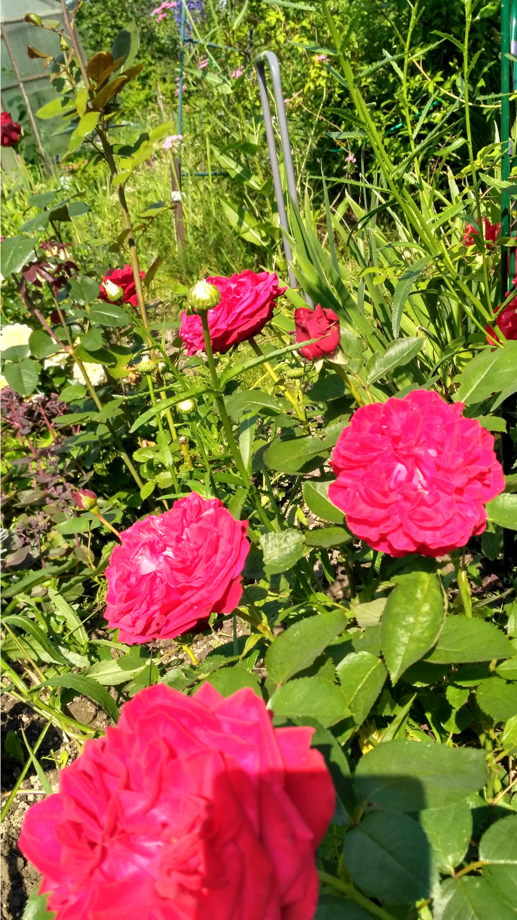 IMG 20170719 131956 HDR.jpg