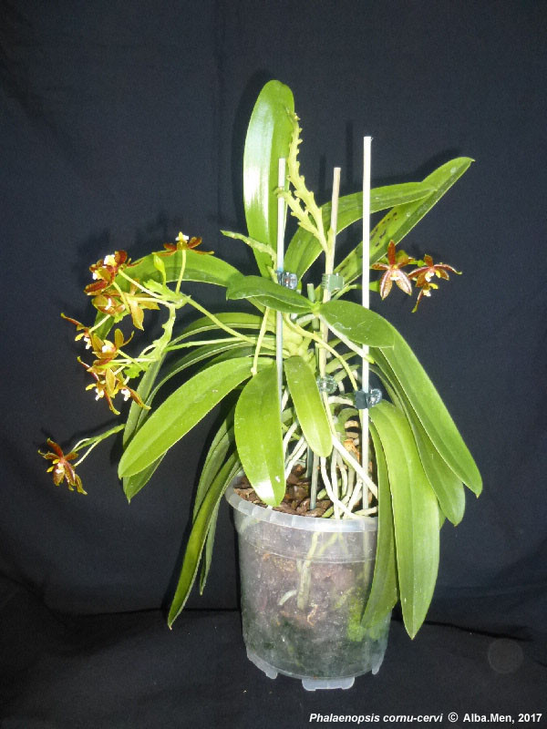 17ph0255.jpg