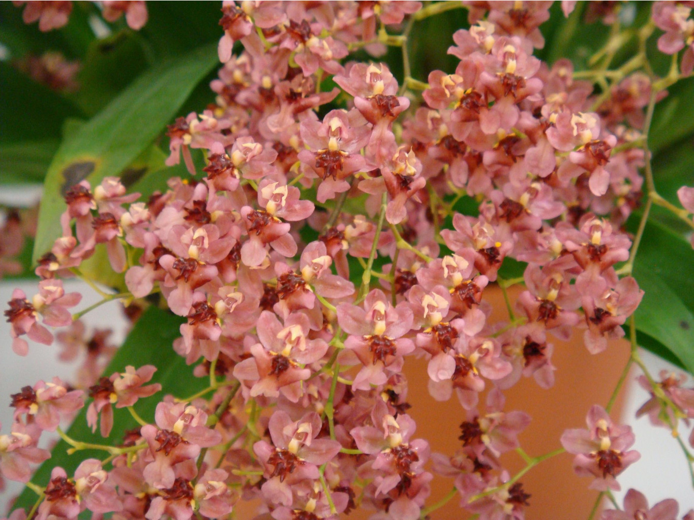   ( Oncidium Twinkle)  