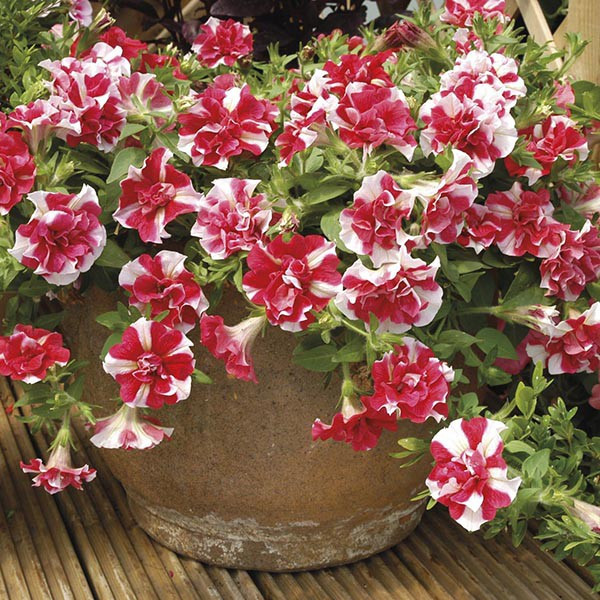 Petunia Tumbelina Cherry Ripple