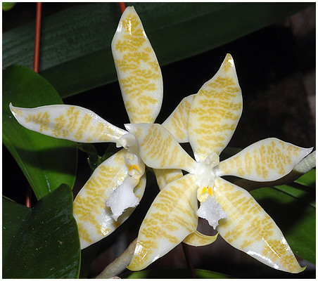 P.hieroglyphica flava 4.jpg