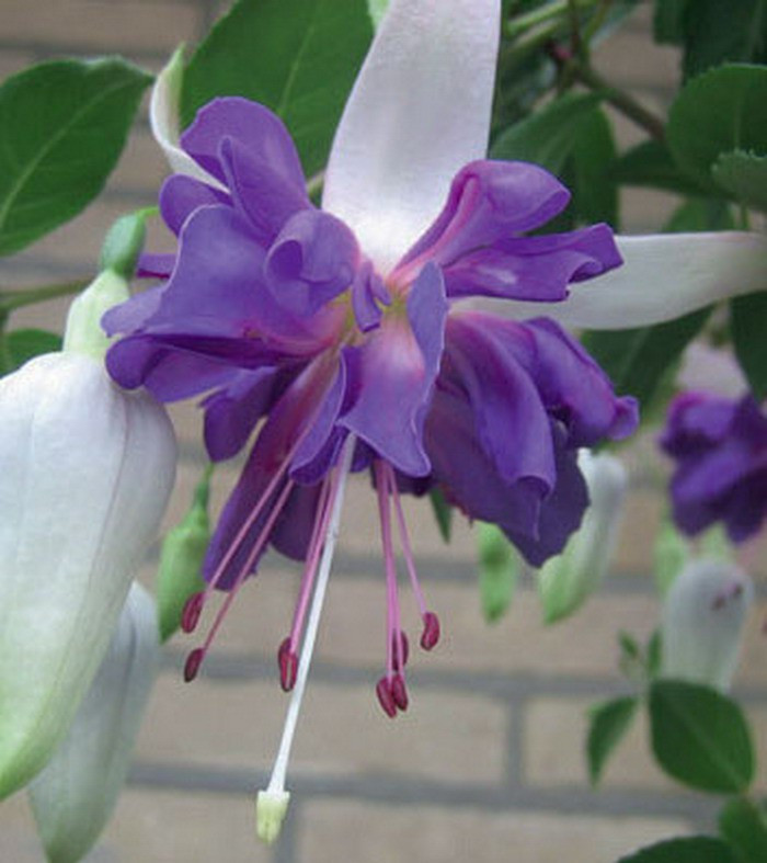 Fuchsia Giant Blue Angel